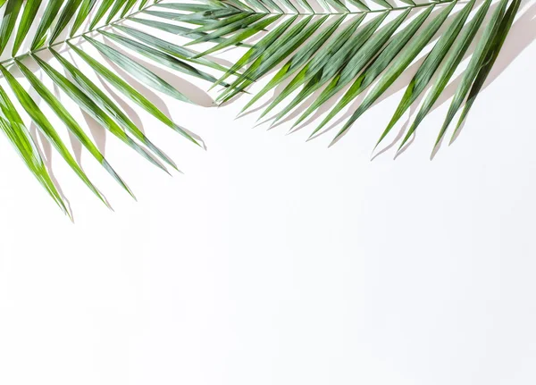 Areca palmblad — Stockfoto
