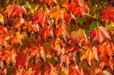 yaprakları ile güzel duvar