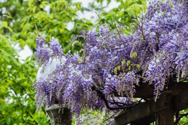 güzel wisteria çiçekler