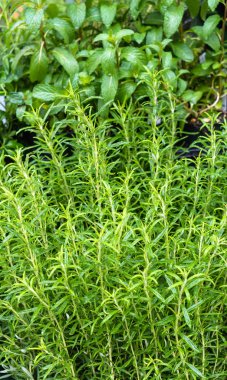 Taze yeşil biberiye bitki