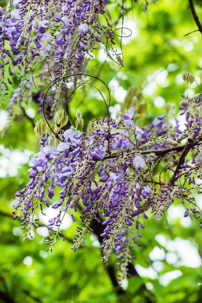 Gyönyörű wisteria virágok — Stock Fotó