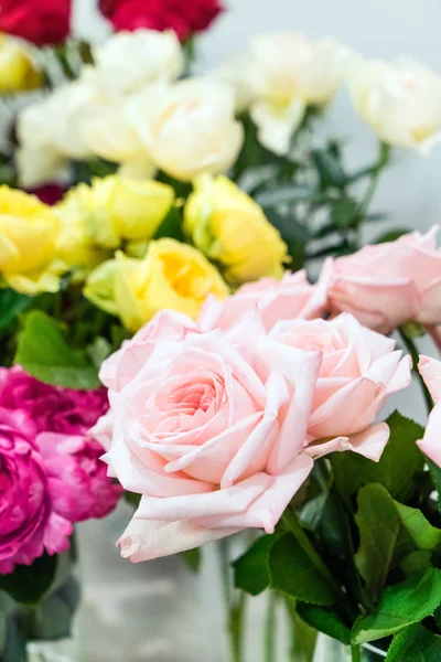 Mooie kleur rozen — Stockfoto