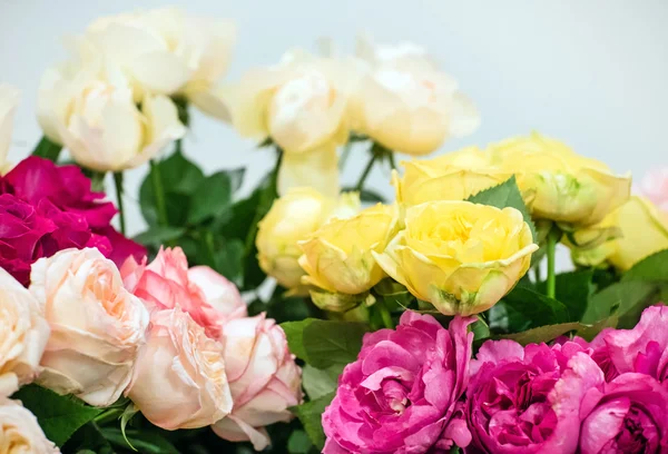 Красивые цветные розы — стоковое фото