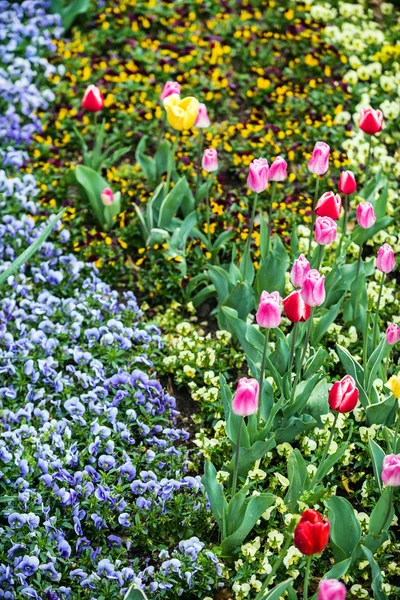 Beautiful spring field — Stock Photo, Image