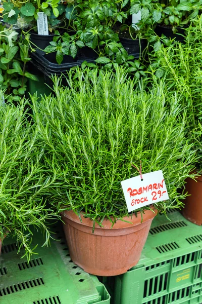 Verse groene rozemarijn planten — Stockfoto