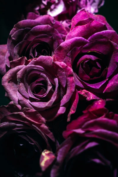 Rosas de buen color — Foto de Stock