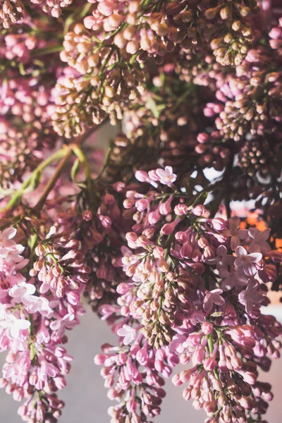 Schöne fliederfarbene Blüten — Stockfoto