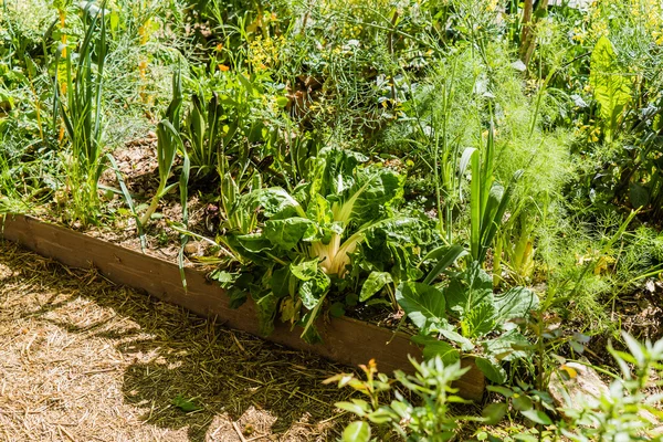 Groene stadstuin — Stockfoto