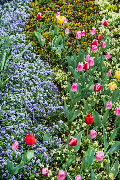 Beautiful spring field — Stock Photo, Image