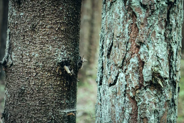 Albero muschiato foresta — Foto Stock