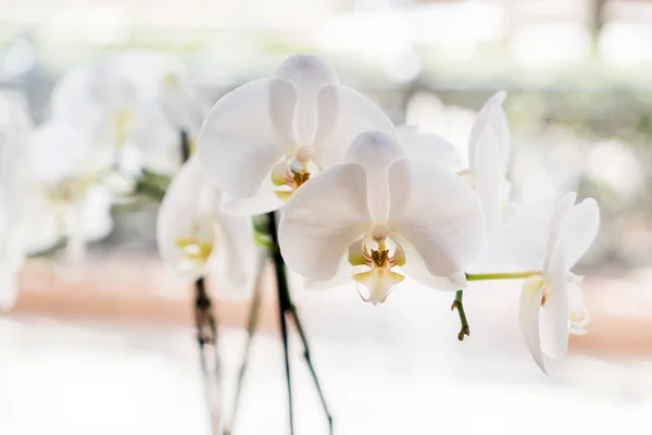 Orquídea agradável no potenciômetro — Fotografia de Stock