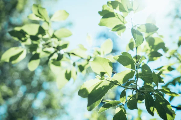 Feuilles de printemps fraîches — Photo