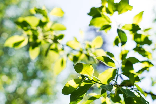 Folhas de árvores verdes — Fotografia de Stock