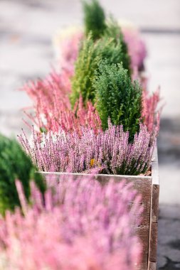 güzel sonbahar çiçekler