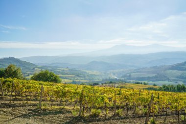 doğal sonbahar bağ 