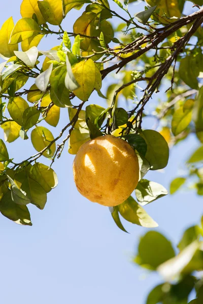 Limon ağacı dalı — Stok fotoğraf