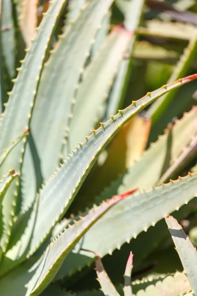 Planta de aloe fresca —  Fotos de Stock