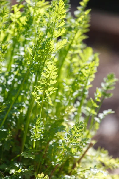 Grüne Petersilienpflanze — Stockfoto