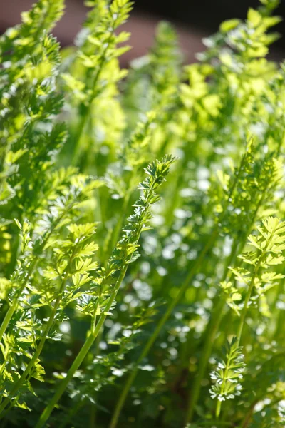 绿色的香菜植物 — 图库照片