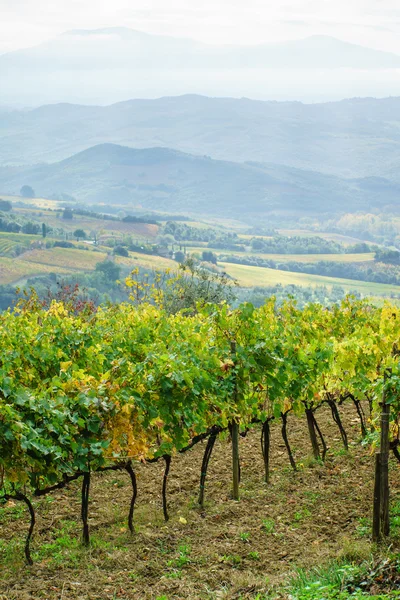 Vigneto autunnale naturale — Foto Stock