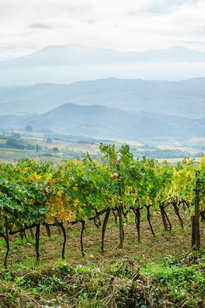 Natural autumn vineyard — Stock Photo, Image