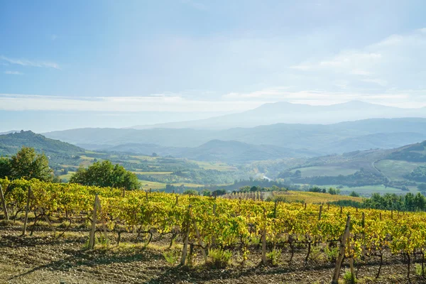 Natural autumn vineyard — Stock Photo, Image