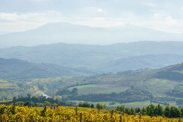 Natuurlijke herfst wijngaard — Stockfoto