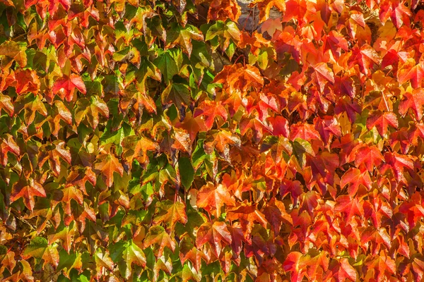 Beau mur avec des feuilles — Photo