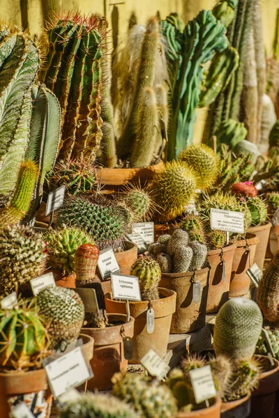 Varie piante di cactus — Foto Stock