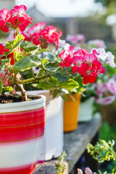 Schöne Geranienblüten — Stockfoto