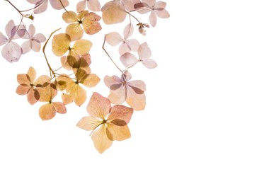 beyaz üzerine kuru ortanca