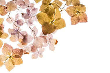 beyaz üzerine kuru ortanca