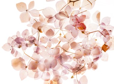 beyaz üzerine kuru ortanca