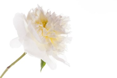 güzel Şakayık çiçeği