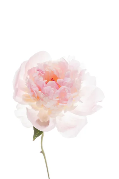 美丽的牡丹花卉 — 图库照片