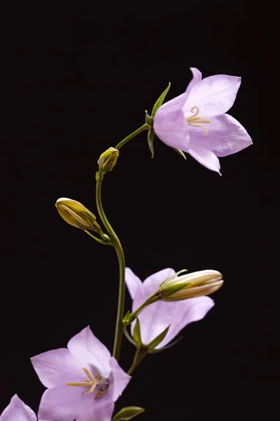 Bluebell čerstvé květiny — Stock fotografie