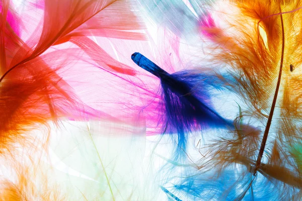 Colorful bird feathers — Stock Photo, Image