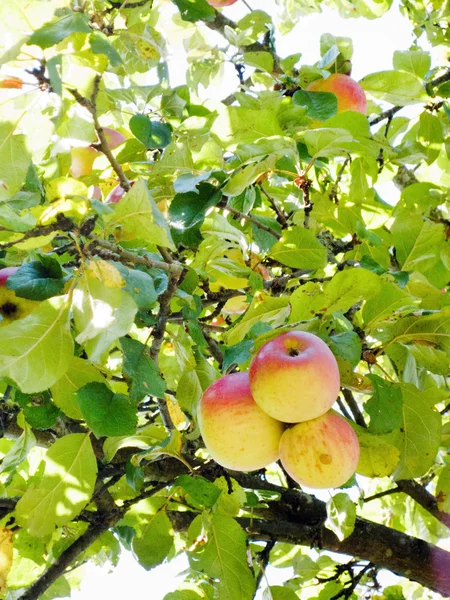 Manzano con manzanas maduras —  Fotos de Stock