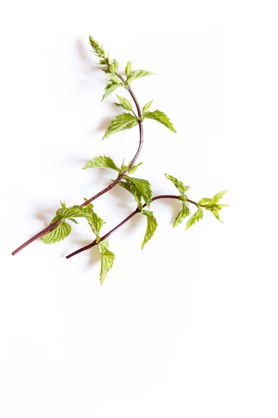 Fresh green mint — Stock Photo, Image