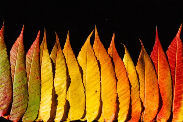 Farbe Herbstblätter — Stockfoto