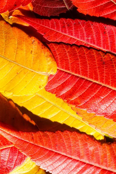 Farbe Herbstblätter — Stockfoto