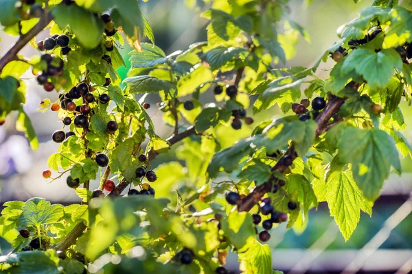 Svarta vinbär på grön buske — Stockfoto