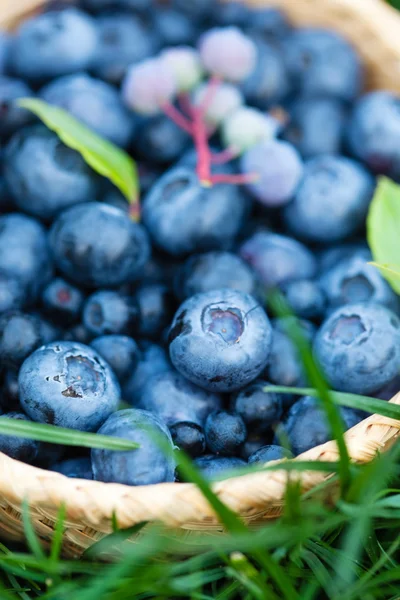 Färska blåbär i korg — Stockfoto