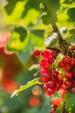 Bahçe içinde Frenk üzümü