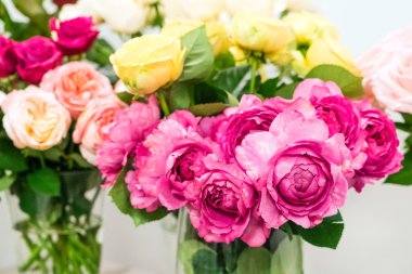 Güzel gül çiçekleri 