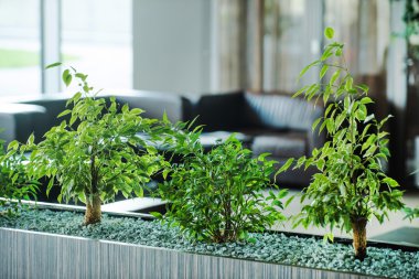 taze yeşil bitkiler  