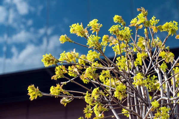 近代的なオフィスの近くの植物します。 — ストック写真