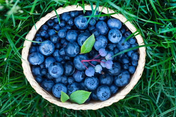 Fresh blueberries in basket — Stock Photo, Image