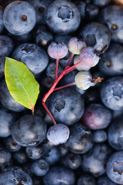 甜美新鲜蓝莓 — 图库照片