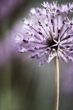 Lila allium çiçek